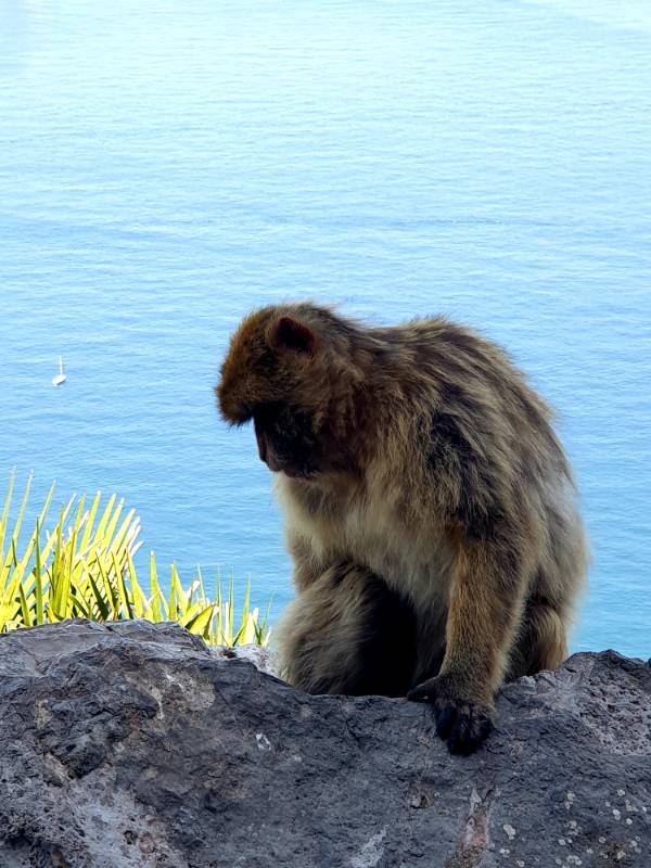 gibraltár majom
