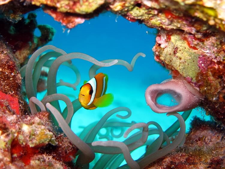 liliom safari diving fish underwaterlife27