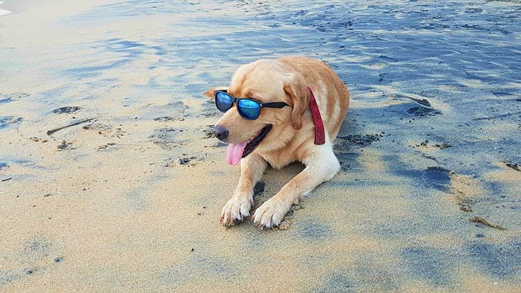 kutya strand horvatorszag