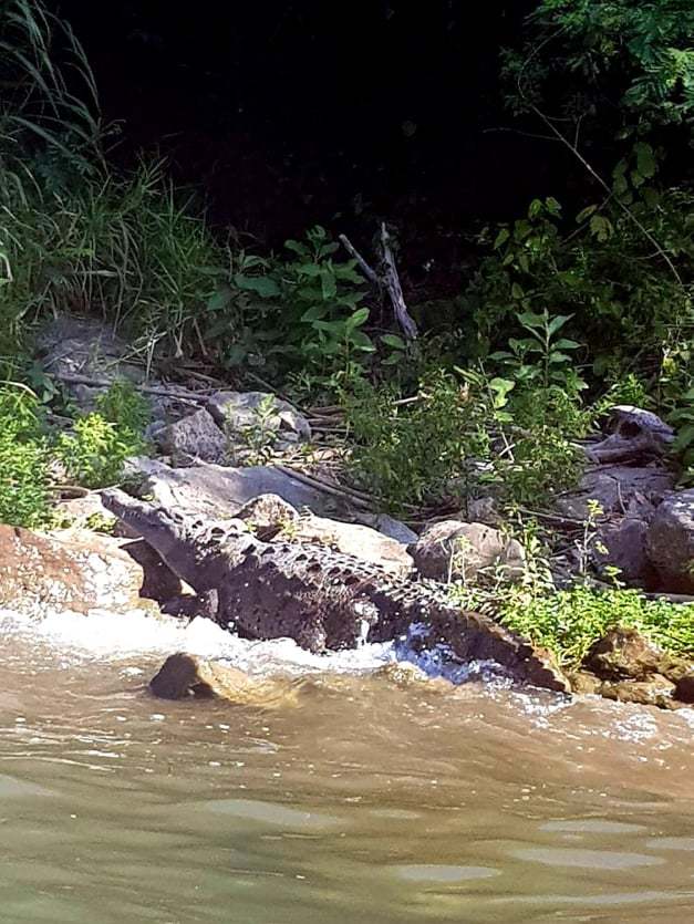 Krokodil a Sumidero kanyonbanjpg