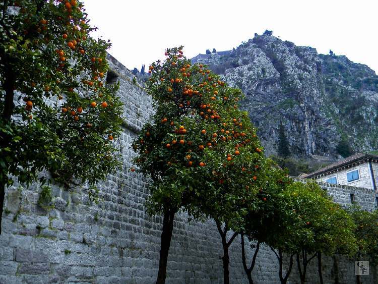 montenegro kotor narancsfak1