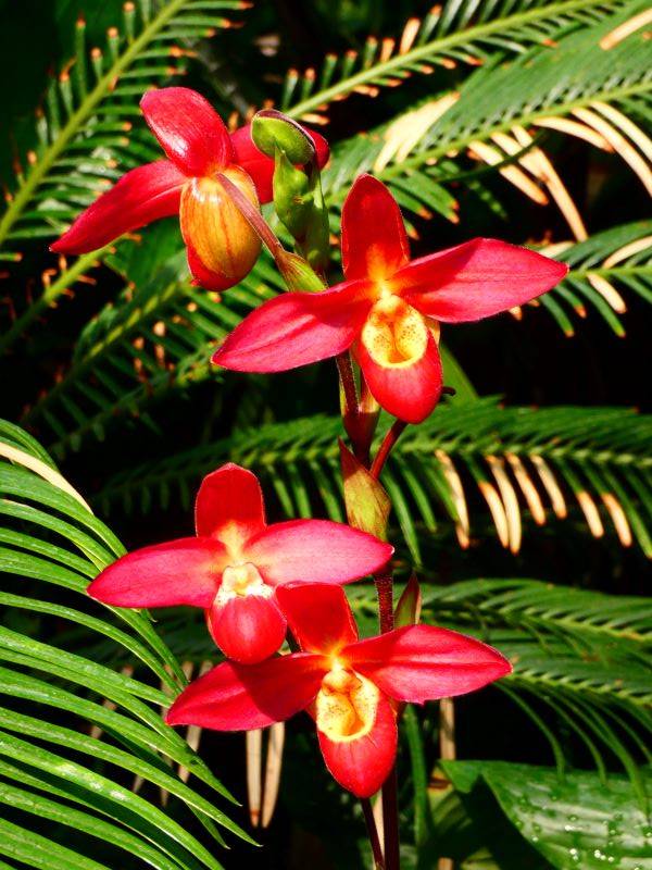 Mainau orchideavarázslat10