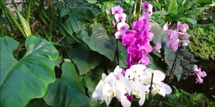 Orchidea kert Dobronakon